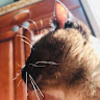 rosethecat306